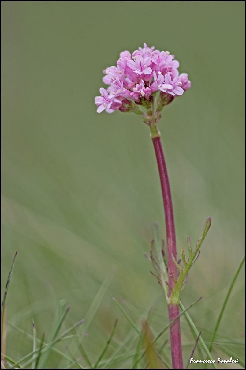 Valeriana tuberosa / Valeriana tuberosa